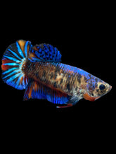 Load image into Gallery viewer, Female Halfmoon Plakat - Galaxy #2381 - Live Betta Fish
