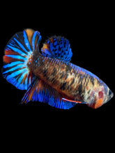 Load image into Gallery viewer, Female Halfmoon Plakat - Galaxy #2381 - Live Betta Fish
