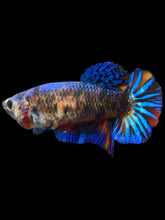 Load image into Gallery viewer, Female Halfmoon Plakat - Galaxy #2381 - Live Betta Fish
