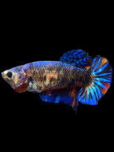 Load image into Gallery viewer, Female Halfmoon Plakat - Galaxy #2381 - Live Betta Fish
