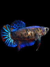 Load image into Gallery viewer, Female Halfmoon Plakat - Galaxy #2381 - Live Betta Fish
