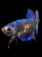 Load image into Gallery viewer, Female Halfmoon Plakat - Galaxy #2381 - Live Betta Fish
