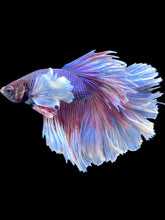 Load image into Gallery viewer, Male Halfmoon - Dumbo #2382 - Live Betta Fish (NIP TAIL)
