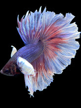 Load image into Gallery viewer, Male Halfmoon - Dumbo #2382 - Live Betta Fish (NIP TAIL)

