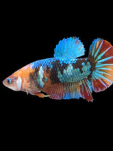 Load image into Gallery viewer, Female Halfmoon Plakat - Multicolor #2383 - Live Betta Fish
