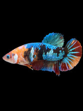 Load image into Gallery viewer, Female Halfmoon Plakat - Multicolor #2383 - Live Betta Fish
