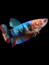 Load image into Gallery viewer, Female Halfmoon Plakat - Multicolor #2383 - Live Betta Fish
