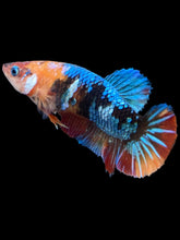 Load image into Gallery viewer, Female Halfmoon Plakat - Multicolor #2383 - Live Betta Fish
