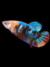 Load image into Gallery viewer, Female Halfmoon Plakat - Multicolor #2383 - Live Betta Fish
