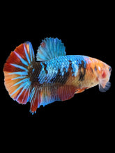 Load image into Gallery viewer, Female Halfmoon Plakat - Multicolor #2383 - Live Betta Fish
