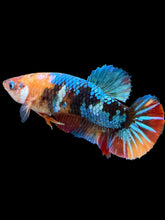 Load image into Gallery viewer, Female Halfmoon Plakat - Multicolor #2383 - Live Betta Fish
