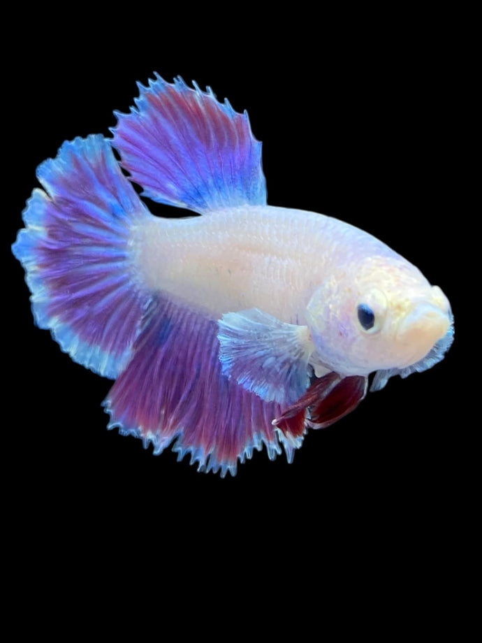 TOP GRADE Female Rosetail - Purple #2385 - Live Betta Fish