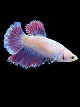 Load image into Gallery viewer, TOP GRADE Female Rosetail - Purple #2385 - Live Betta Fish
