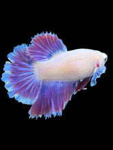 Load image into Gallery viewer, TOP GRADE Female Rosetail - Purple #2385 - Live Betta Fish
