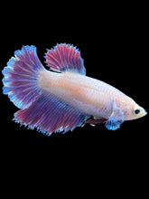 Load image into Gallery viewer, TOP GRADE Female Rosetail - Purple #2385 - Live Betta Fish
