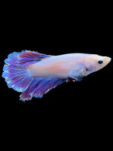Load image into Gallery viewer, TOP GRADE Female Rosetail - Purple #2385 - Live Betta Fish
