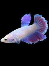 Load image into Gallery viewer, TOP GRADE Female Rosetail - Purple #2385 - Live Betta Fish
