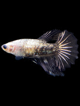 Load image into Gallery viewer, TOP GRADE Female Halfmoon - Fancy Copper #2386 - Live Betta Fish
