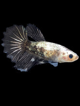 Load image into Gallery viewer, TOP GRADE Female Halfmoon - Fancy Copper #2386 - Live Betta Fish
