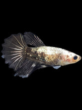Load image into Gallery viewer, TOP GRADE Female Halfmoon - Fancy Copper #2386 - Live Betta Fish
