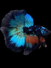 Load image into Gallery viewer, Male Halfmoon - Blue Avatar #2387 - Live Betta Fish
