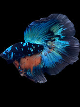 Load image into Gallery viewer, Male Halfmoon - Blue Avatar #2387 - Live Betta Fish
