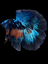 Load image into Gallery viewer, Male Halfmoon - Blue Avatar #2387 - Live Betta Fish
