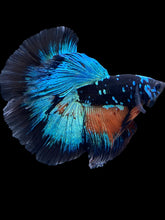 Load image into Gallery viewer, Male Halfmoon - Blue Avatar #2387 - Live Betta Fish
