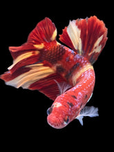 Load image into Gallery viewer, GIANT Male Halfmoon Plakat - Nemo #2388 - Live Betta Fish
