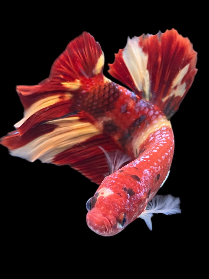 GIANT Male Halfmoon Plakat - Nemo #2388 - Live Betta Fish