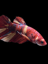 Load image into Gallery viewer, GIANT Male Halfmoon Plakat - Nemo #2388 - Live Betta Fish
