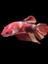 Load image into Gallery viewer, GIANT Male Halfmoon Plakat - Nemo #2388 - Live Betta Fish

