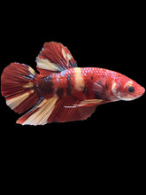 Load image into Gallery viewer, GIANT Male Halfmoon Plakat - Nemo #2388 - Live Betta Fish
