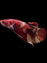 Load image into Gallery viewer, GIANT Male Halfmoon Plakat - Nemo #2388 - Live Betta Fish

