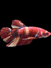 Load image into Gallery viewer, GIANT Male Halfmoon Plakat - Nemo #2388 - Live Betta Fish
