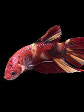 Load image into Gallery viewer, GIANT Male Halfmoon Plakat - Nemo #2388 - Live Betta Fish
