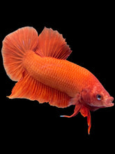 Load image into Gallery viewer, Male Halfmoon Plakat - Orange #2389 - Live Betta Fish
