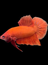Load image into Gallery viewer, Male Halfmoon Plakat - Orange #2389 - Live Betta Fish
