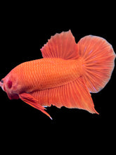 Load image into Gallery viewer, Male Halfmoon Plakat - Orange #2389 - Live Betta Fish
