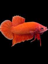 Load image into Gallery viewer, Male Halfmoon Plakat - Orange #2389 - Live Betta Fish
