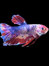 Load image into Gallery viewer, GIANT Male Halfmoon Plakat - Multicolor #2390 - Live Betta Fish
