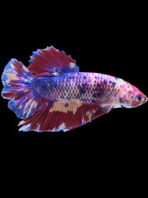 Load image into Gallery viewer, GIANT Male Halfmoon Plakat - Multicolor #2390 - Live Betta Fish
