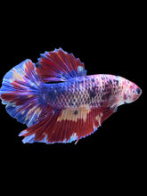 Load image into Gallery viewer, GIANT Male Halfmoon Plakat - Multicolor #2390 - Live Betta Fish
