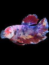 Load image into Gallery viewer, GIANT Male Halfmoon Plakat - Multicolor #2390 - Live Betta Fish
