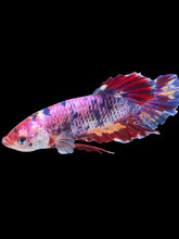 Load image into Gallery viewer, GIANT Male Halfmoon Plakat - Multicolor #2390 - Live Betta Fish
