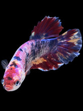 Load image into Gallery viewer, GIANT Male Halfmoon Plakat - Multicolor #2390 - Live Betta Fish
