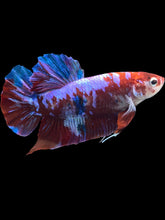 Load image into Gallery viewer, GIANT Male Halfmoon Plakat - Red Galaxy #2391 - Live Betta Fish
