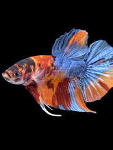 Load image into Gallery viewer, Male Halfmoon Plakat - Galaxy #2392 - Live Betta Fish
