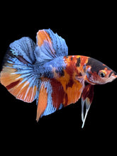 Load image into Gallery viewer, Male Halfmoon Plakat - Galaxy #2392 - Live Betta Fish
