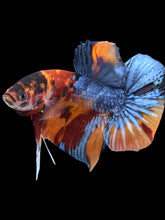 Load image into Gallery viewer, Male Halfmoon Plakat - Galaxy #2392 - Live Betta Fish
